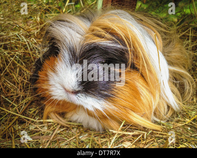 Schwarz, braun und weiß, langhaarige Meerschweinchen, die im Heu sitzen. Stockfoto