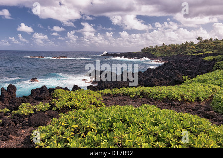 Naupaka wächst unter der Lava-Küste im Waianapanapa State Park auf Hawaii Insel Maui. Stockfoto