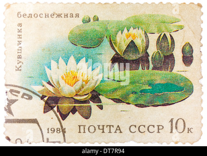 UdSSR - CIRCA 1984: Stempel aus dem USSR zeigt Bild von Seerosen, ca. 1984 Stockfoto