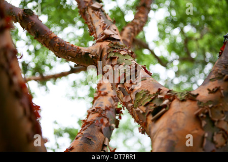 Acer Griseum / leichte Ahorn Stockfoto