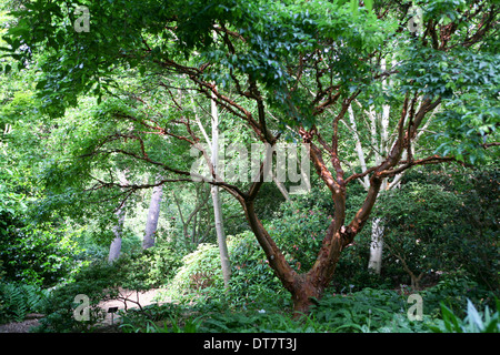 Acer Griseum / leichte Ahorn Stockfoto