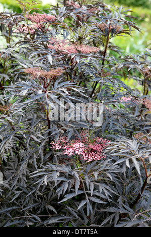 Sambucus nigra f. porphyrophylla 'Eva' aka Sambucus 'Black Lace'/ Schwarzer Holunder, blühend, sehr tief durchtrenntes purpurschwarzes Laub Stockfoto