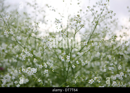 Crambe Cordifolia (größere Meerkohl) in Blüte Stockfoto