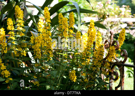 Lysimachia Trommler (Gilbweiderich) Stockfoto