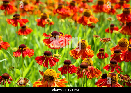 Orange-Rot Heleniums Stockfoto