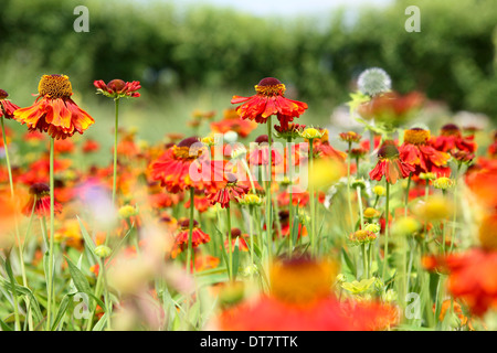 Orange-Rot Heleniums Stockfoto