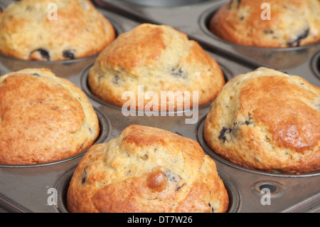 Gebackene Blaubeer-Muffins in Muffinwanne. Stockfoto