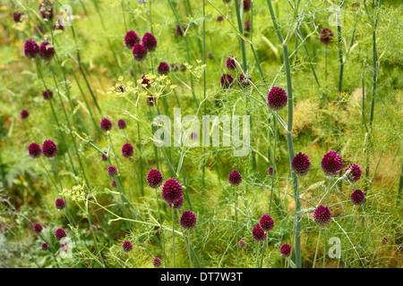 Allium Sphaerocephalon punktiert unter Fenchel (Foeniculum Vulgare) Stockfoto