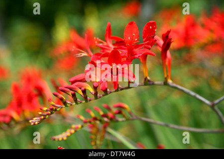 Crocosmia 'Luzifer' / Montbretia Stockfoto