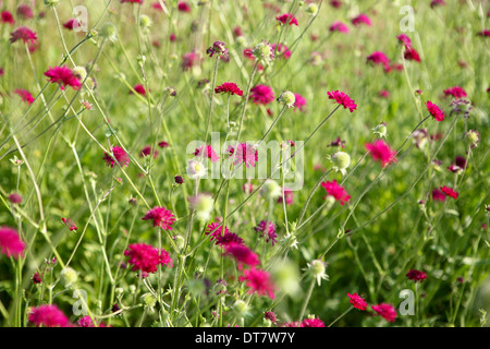 Knautia Macedonica / mazedonische Witwenblume Stockfoto