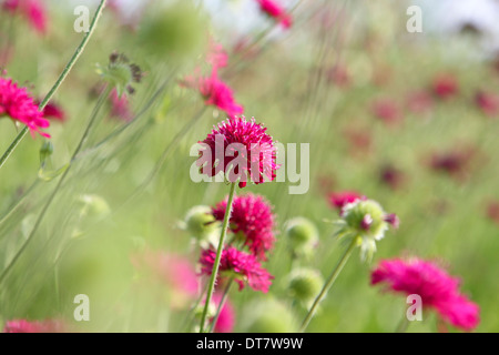 Knautia Macedonica / mazedonische Witwenblume Stockfoto