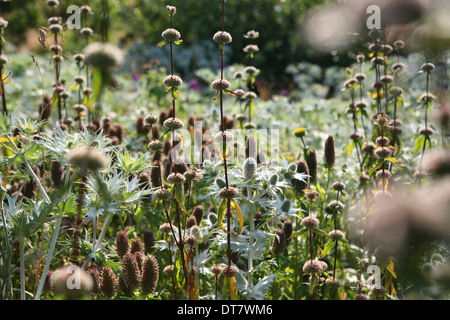 Pflanzen-Kombination - Eryngium Giganteum "Silver Ghost", Phlomis russeliana Stockfoto