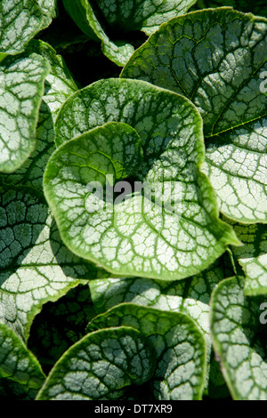 Brunnera Macrophylla 'Jack Frost' / sibirische Bugloss Stockfoto