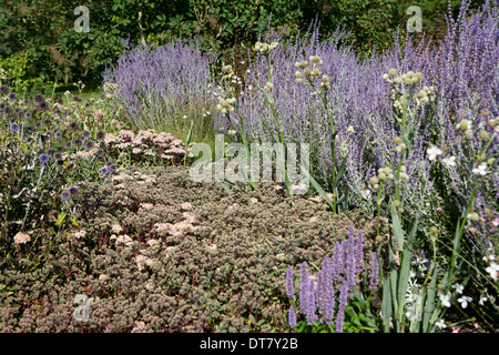 Pflanzen-Kombination - Sedum 'Matrona' (Fetthenne) und Perovskia "Blauer Turm" (russischer Salbei) Stockfoto