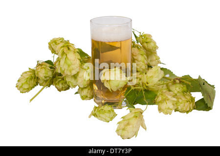 Bier im Glas mit Hopfenzapfen isoliert auf weißem Hintergrund Stockfoto