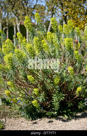 Euphorbia Characias Subspecies Wulfenii / Wolfsmilch Stockfoto