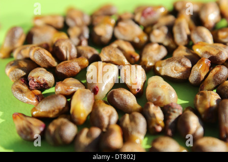 Traube und Samen, Nahaufnahme Stockfoto