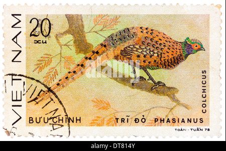 Briefmarke gedruckt in Vietnam zeigt Phasianus Colchicus oder gemeinsame Fasan, Serie widmet sich der Ziervögel Stockfoto