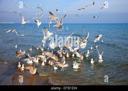 Gruppe von Möwen über der Ostsee. Stockfoto