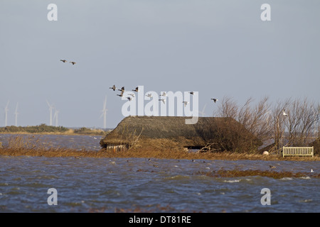 Brent Goose (Branta Bernicla) Herde im Flug über überflutet küstennahen Sumpfgebieten Lebensraum und teilweise untergetauchten Vogelbeobachtung ausblenden Stockfoto