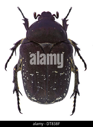 Rose Chafer (Protaetia Vidua) isoliert auf weißem Hintergrund Stockfoto