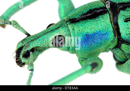 Extreme Nahaufnahme von Azure Rüsselkäfer Eupholus cuvieri Stockfoto