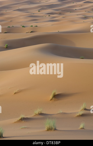 Büschel von Vegetation sprießen auf Sanddünen der Sahara am Erg Chebbi, Merzouga, Marokko Stockfoto