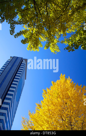 Wolkenkratzer und Ginkgo Bäume Herbst Farbe Tama Center Tokyo-Japan Stockfoto
