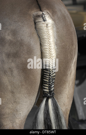 geflochtenen Schweif des Pferdes Stockfoto