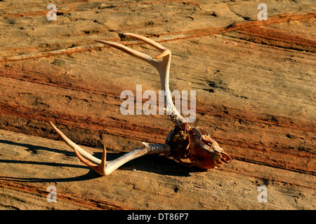 Maultierhirsche Schädel und Geweih Utah Sonnenuntergang Klippe Felsen glatt Slickrock Spiel Ewe laufen springen springen laufende Herde Säugetier Stockfoto