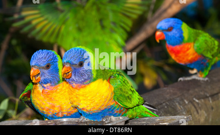 Gemeinsame native Papagei der Rainbow lorikeet, oft als Haustiere gehalten, laut und frech Stockfoto