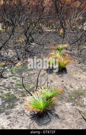 neues Leben nach Bushfire Black Boys, die Wirkung des Feuers und neues Leben zwei Wochen nach dem Brand Stockfoto