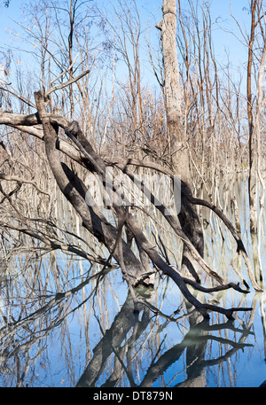 Australien-Menindee Lakes berühmt für reflektierte Bäume Stockfoto