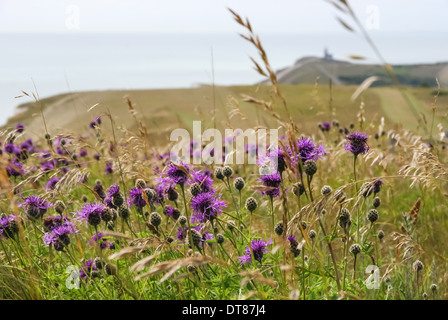 Beachy Head und die Kreidefelsen der Seven Sisters in der Nähe von Eastbourne, South Downs Way, South Downs National Park, East Sussex England Großbritannien Stockfoto