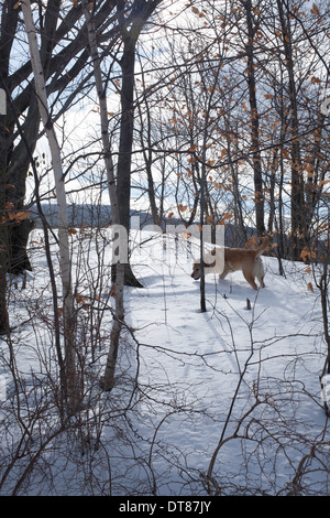 Goldener Labrador Retriever verfolgt einen Duft in einem verschneiten Wälder in New England. Stockfoto