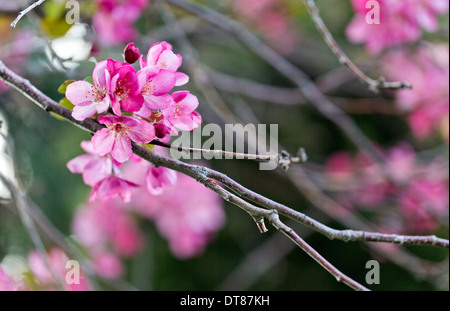 Schöne rosa Holzapfel Blüten-Cluster auf einem Ast im Frühjahr Stockfoto