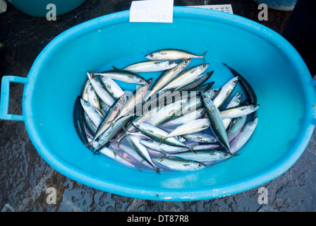 Sardinen in einem blauen Eimer, Fischmarkt, Catania, Sizilien Stockfoto