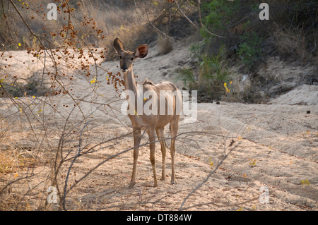 Größere Kudu weiblich Stockfoto