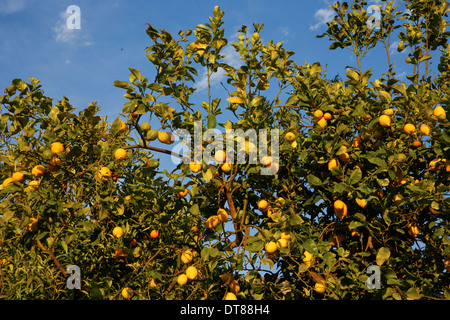 Orangenhain in der Sierra Tramuntana, Mallorca Stockfoto