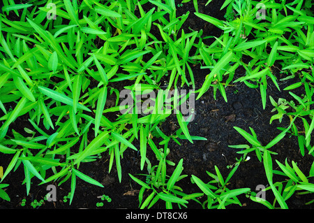 Morning Glory auf Boden Stockfoto