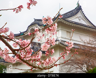 Japanischen Sakura Bäume in Blüte Frühling Stockfoto