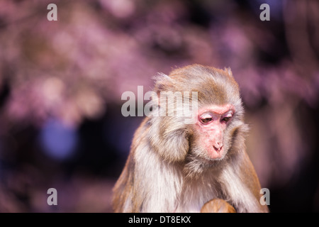 einen traurigen Affen auf Zhang'Jia'Jie, Hu'nan Provinz, China Stockfoto