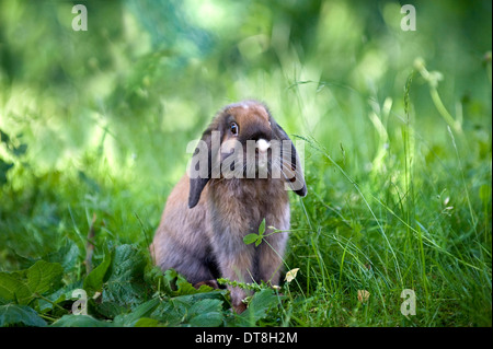 Dwarf Lop Kaninchen (4 Monate alt) auf einer Wiese Stockfoto