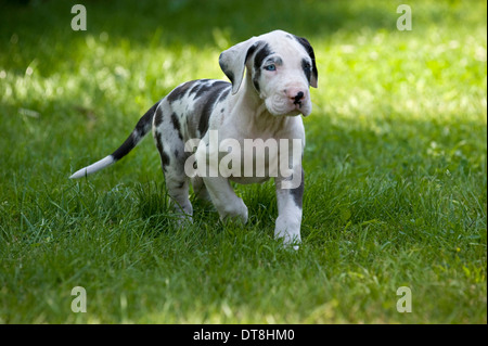 Deutsche Dogge Harlekin Welpen (6 Wochen alt) läuft auf einer Wiese Stockfoto