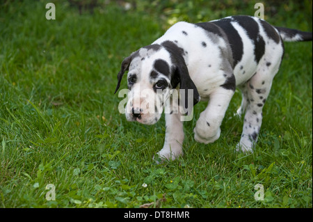 Deutsche Dogge Harlekin Welpen (6 Wochen alt) Fuß auf einer Wiese Stockfoto