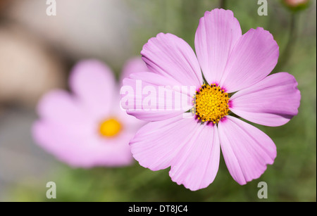 Nahaufnahme einer Blüte von schönen rosa Cosmos Blume Stockfoto