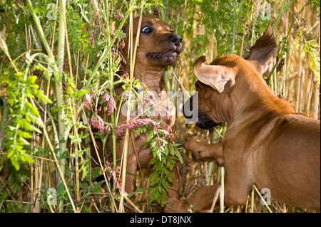 Rhodesian Ridgeback Welpen (9 Wochen alt) sitzen in einem Kornfeld und wehrt sich gegen ein Geschwisterkind Stockfoto