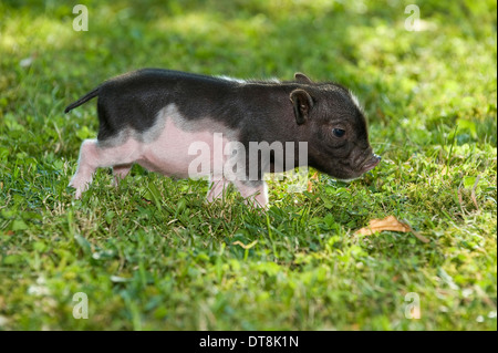 Miniatur-Schwein (Sus Scrofa Domesticus) schwarz / weiß Ferkel (3 Tage alt) auf dem Rasen Stockfoto