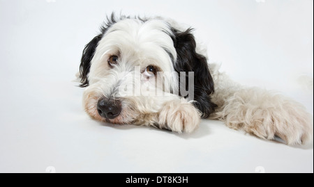 Mischlingshund Erwachsenen liegen beim Blick in die Kamera Studio Bild vor einem weißen Hintergrund Stockfoto
