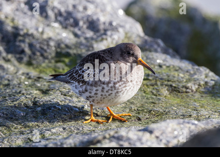 Meerstrandläufer im Winterkleid. Lowestoft, Suffolk Stockfoto